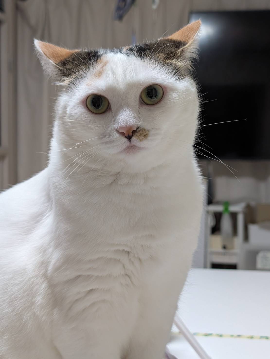 クル